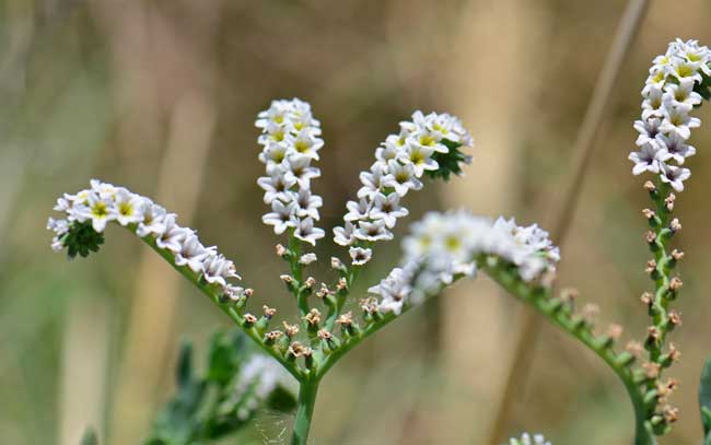 Heliotropium curassavicum, Salt Heliotrope, Southwest Desert Flora